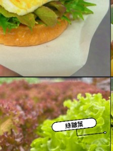 生長中的綠色生菜